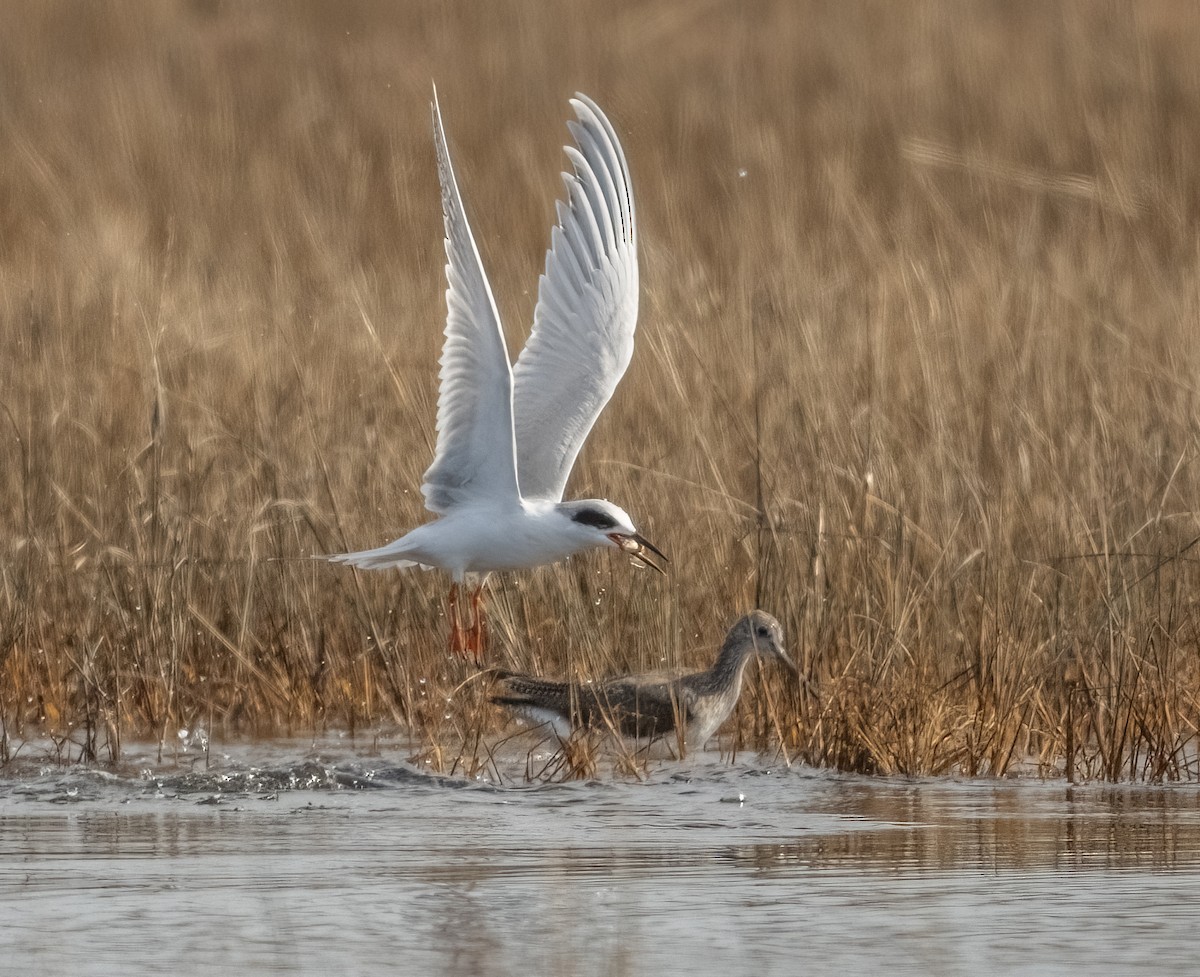 Forster's Tern - ML614758712