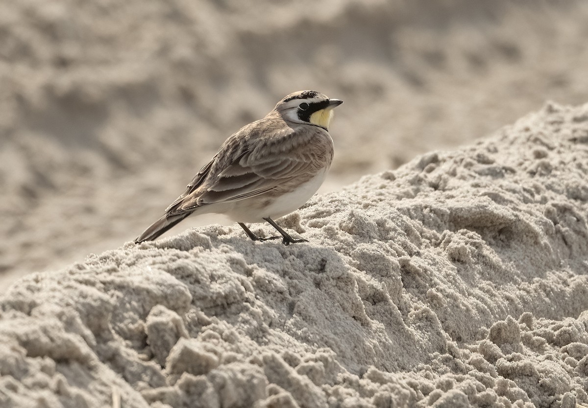 Horned Lark - Wendy Crowe