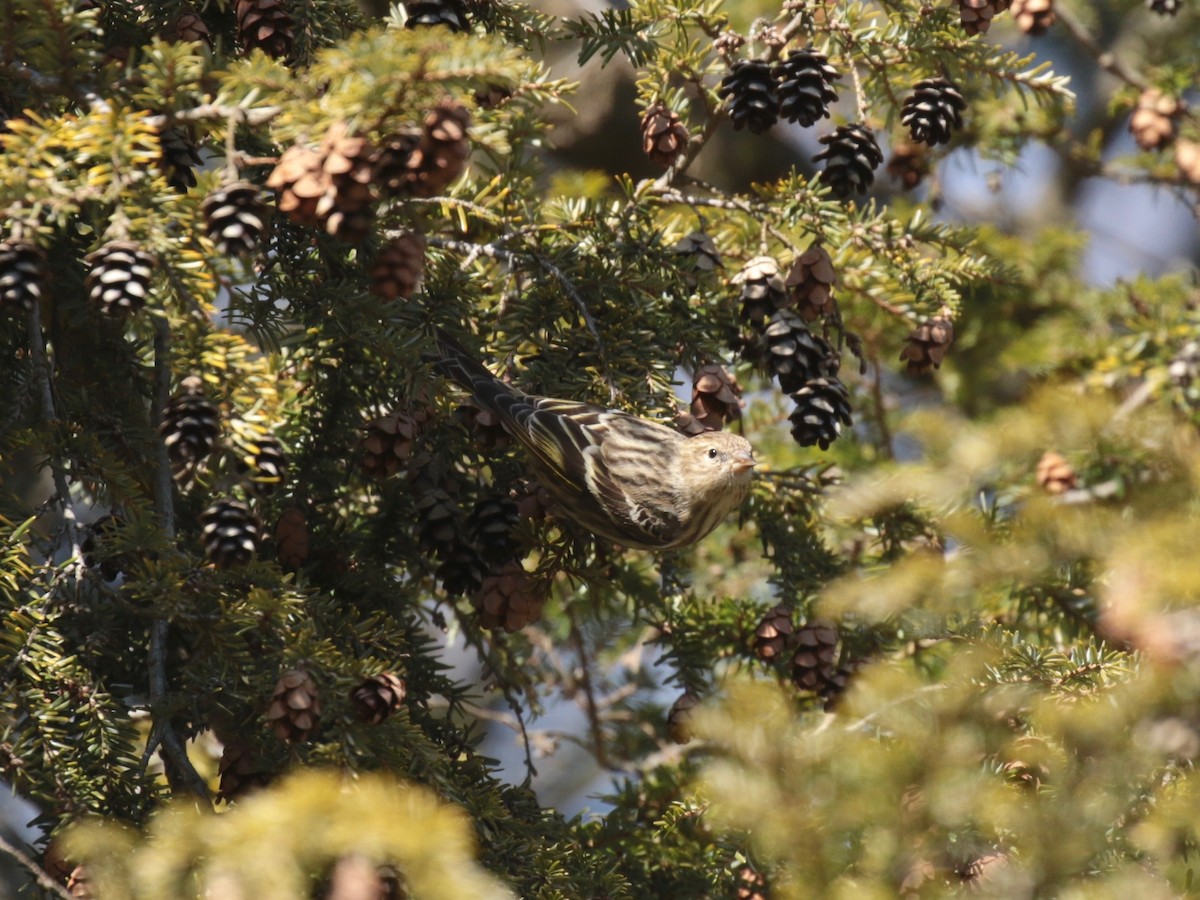 Pine Siskin - Paul Jacyk