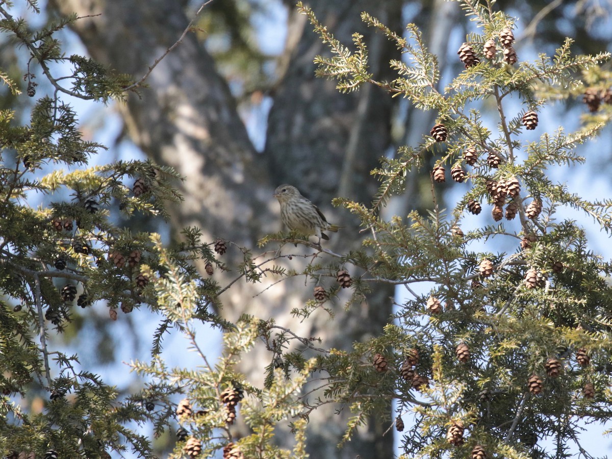 Pine Siskin - Paul Jacyk