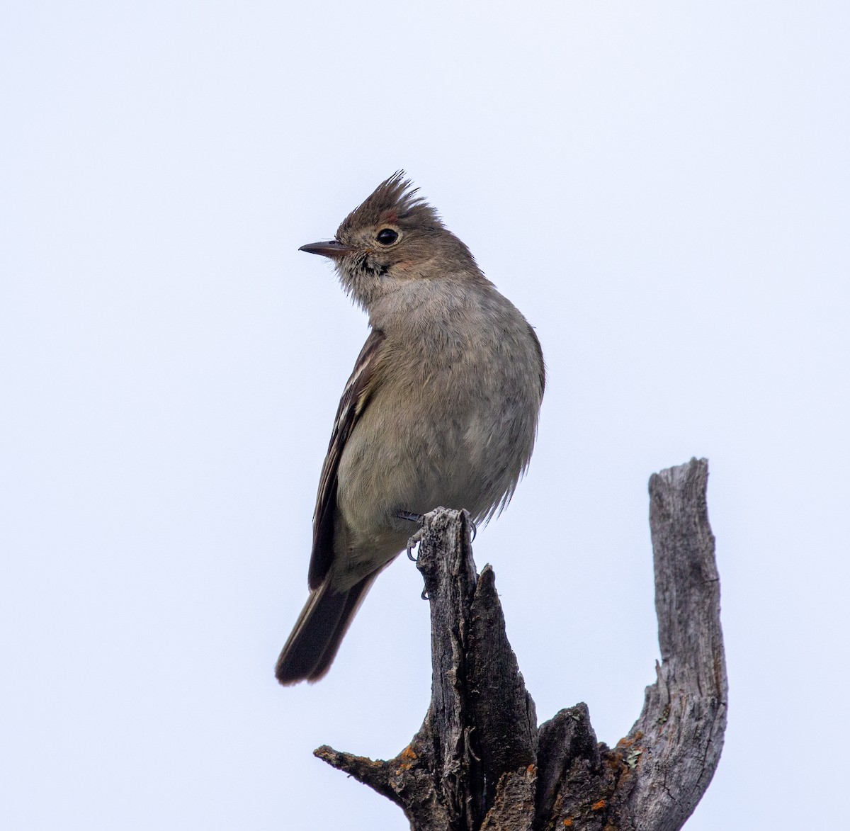 White-crested Elaenia - ML614758787