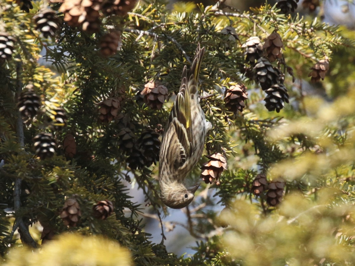 Pine Siskin - Paul Jacyk