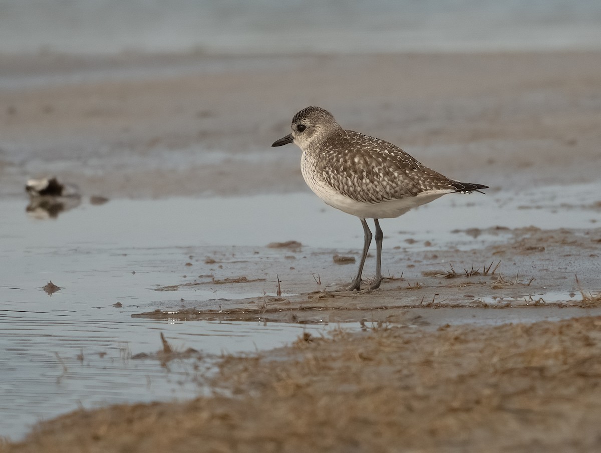 Black-bellied Plover - ML614758828