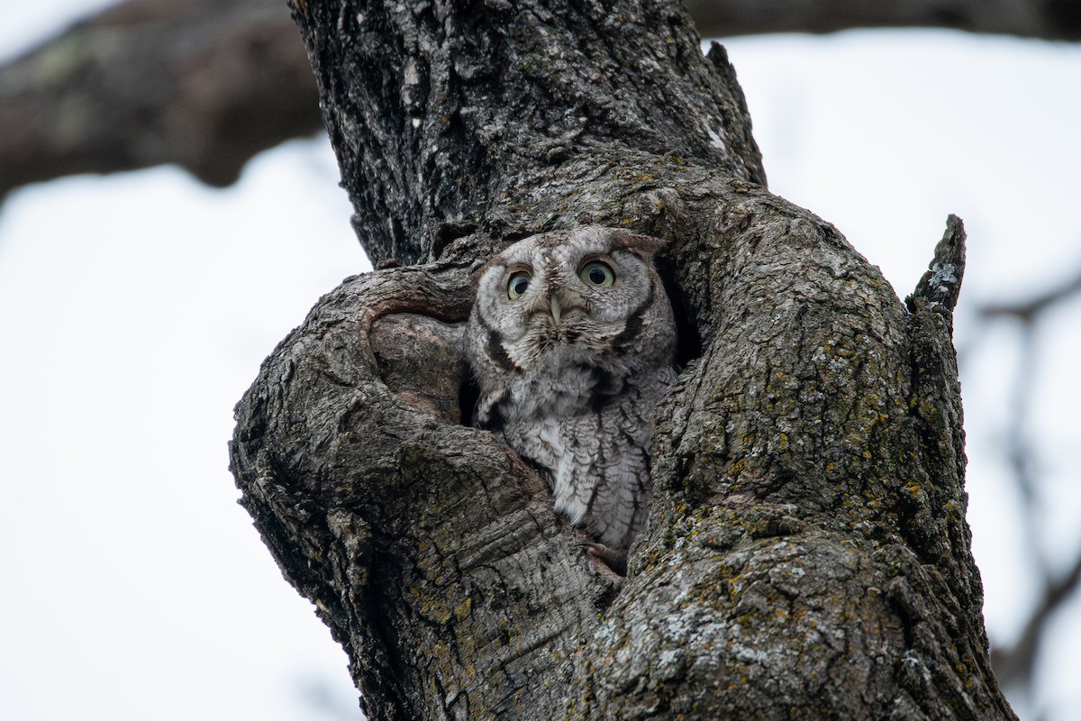 Eastern Screech-Owl - ML614758944