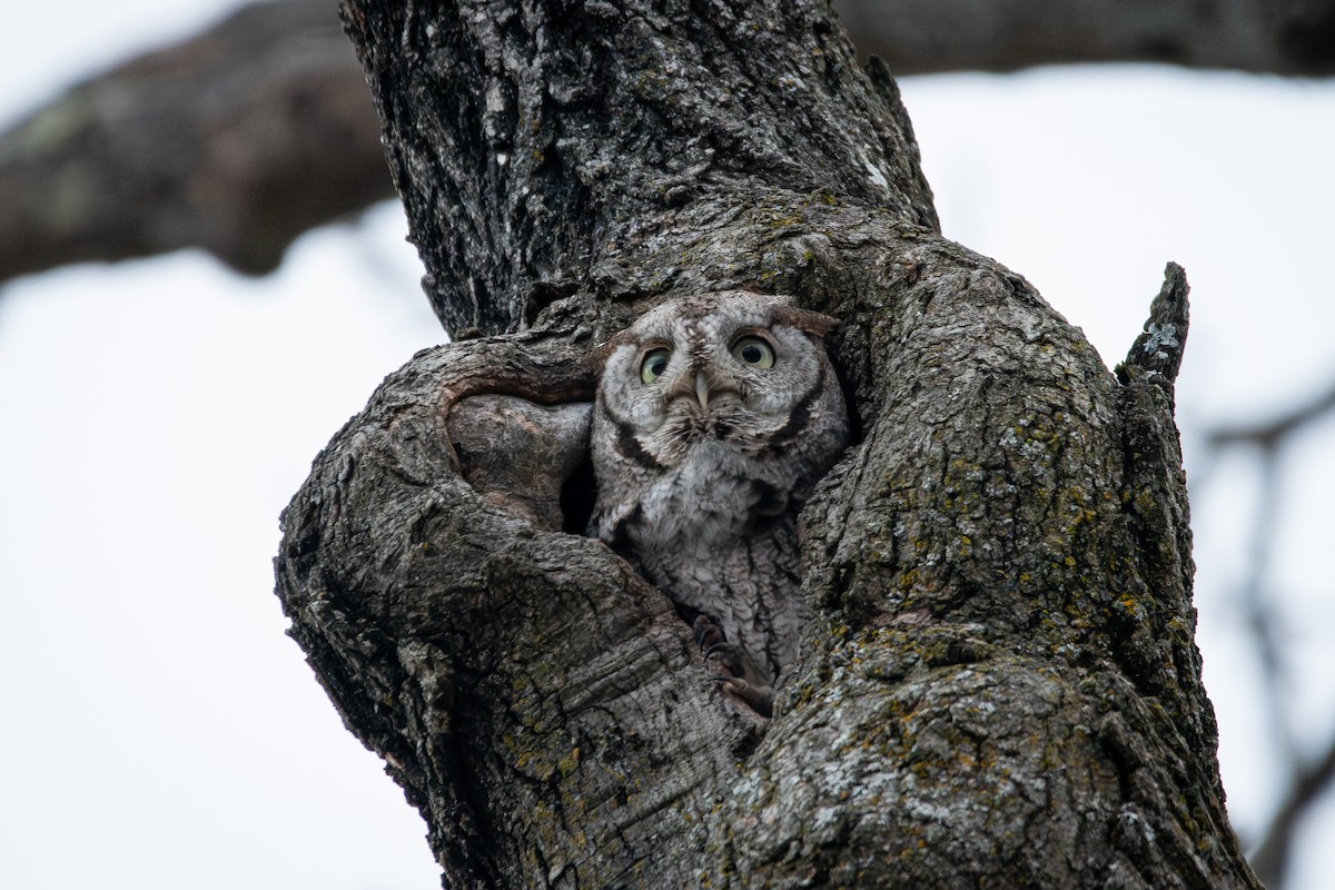 Eastern Screech-Owl - Eric Conte