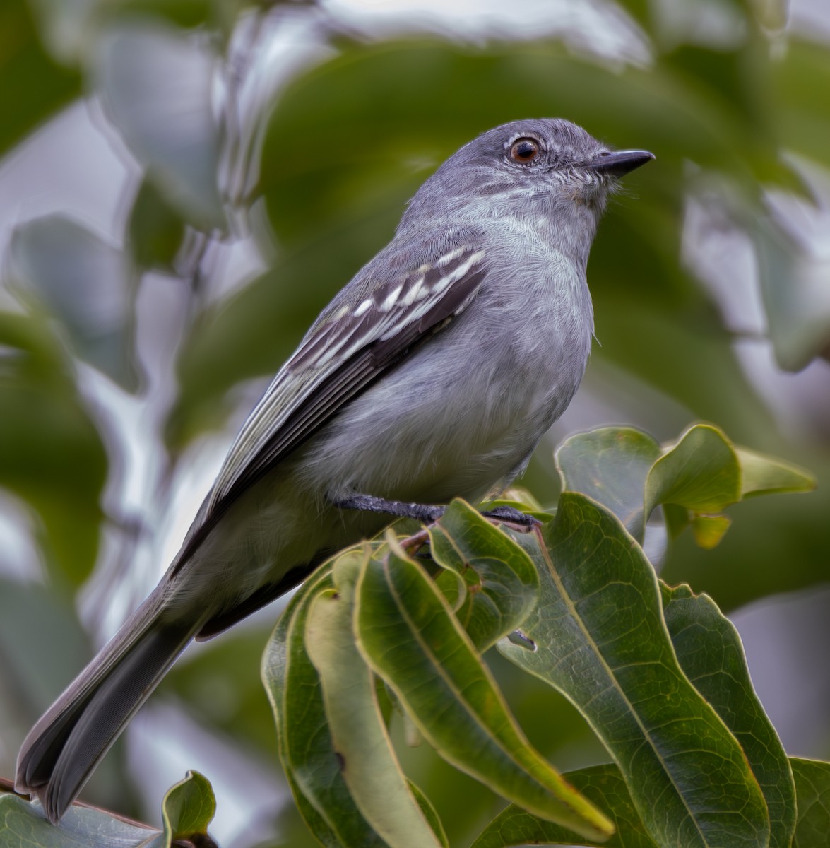 Gray-headed Elaenia - Eduardo Faria