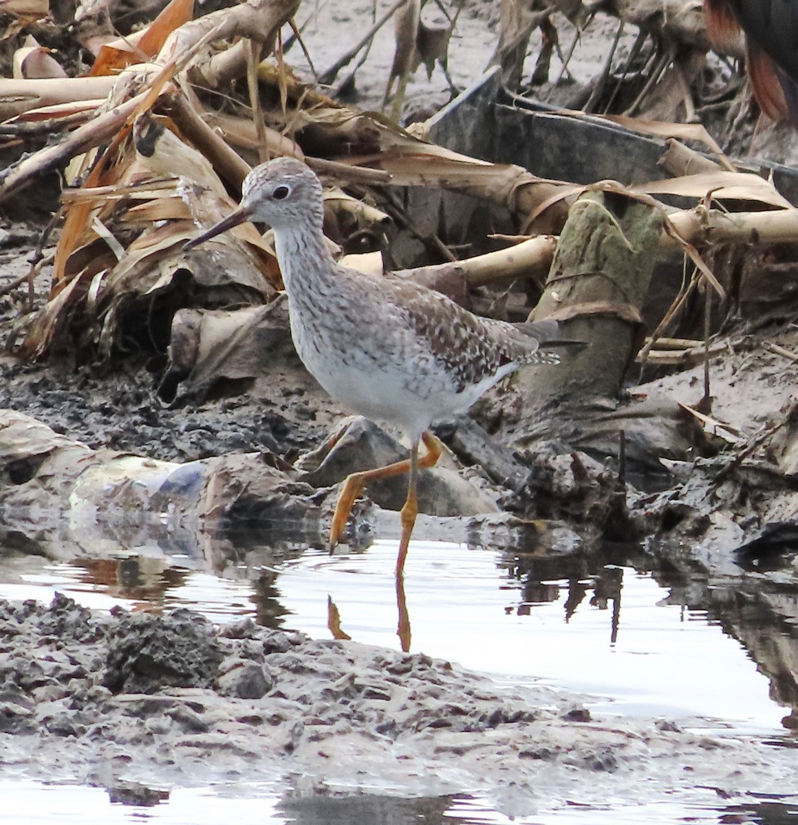 Lesser Yellowlegs - ML614759041