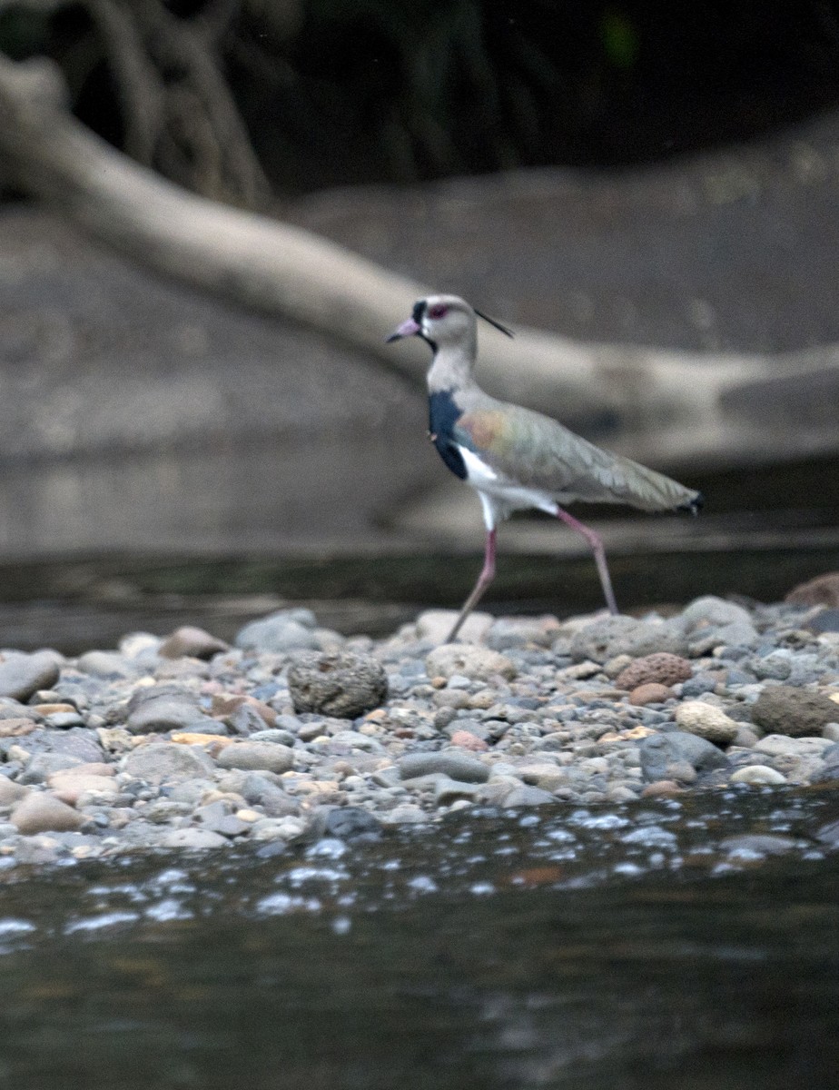 Southern Lapwing - ML614759048