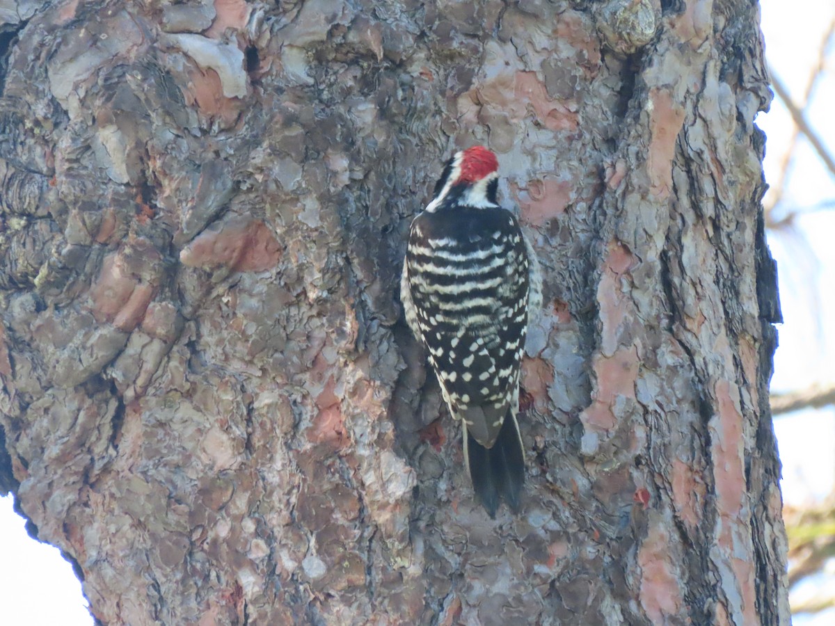 Nuttall's Woodpecker - ML614759097
