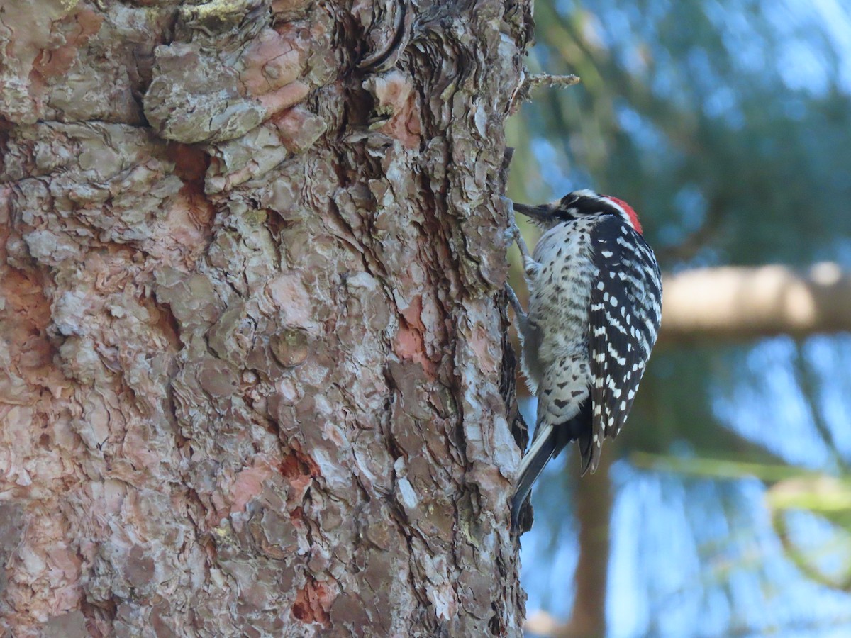 Nuttall's Woodpecker - ML614759098