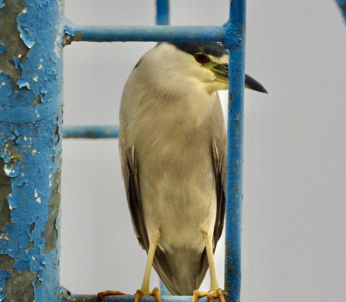 Black-crowned Night Heron - ML614759103