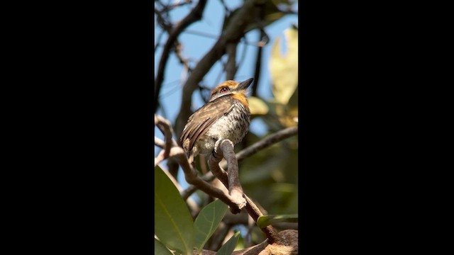 Spotted Puffbird - ML614759174