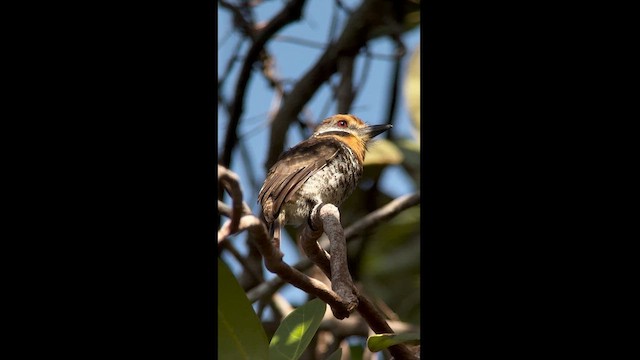 Spotted Puffbird - ML614759230