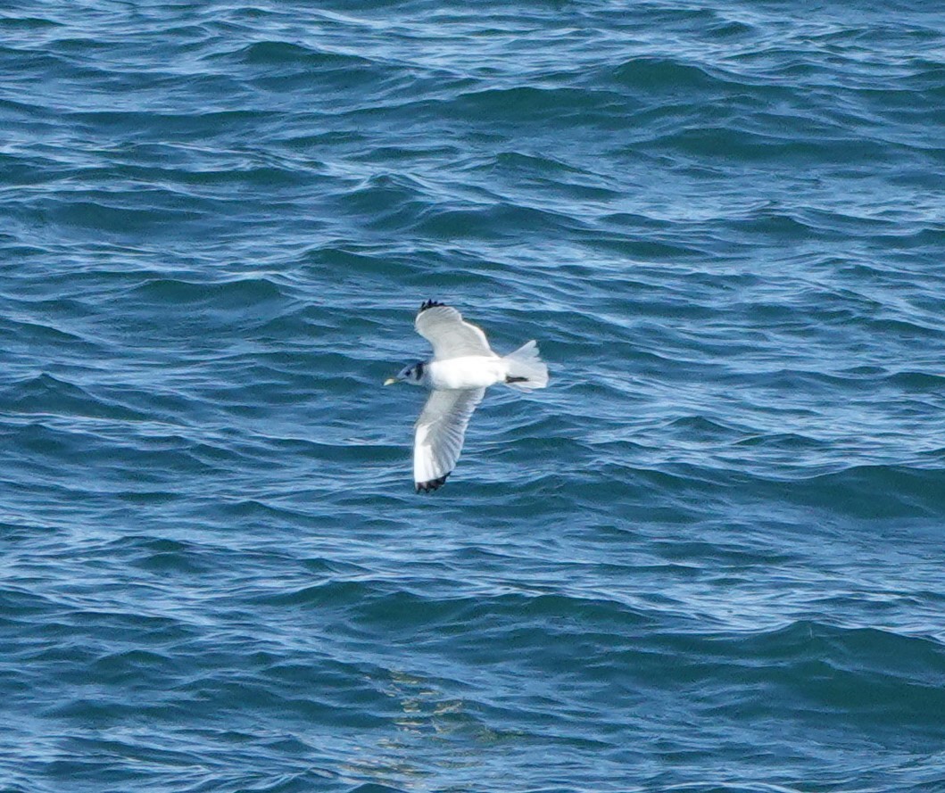 Mouette tridactyle - ML614759310