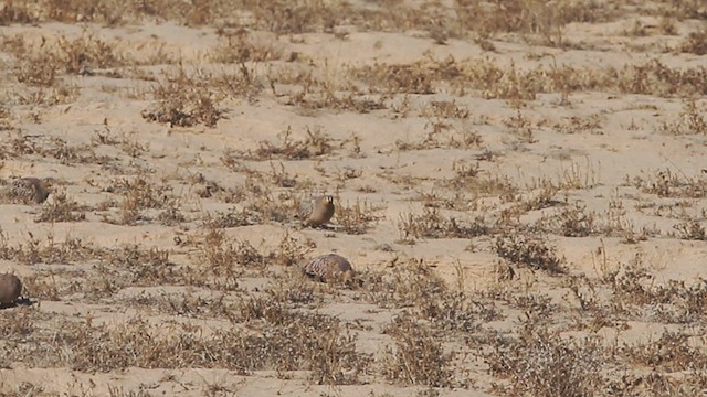 Crowned Sandgrouse - ML614759332