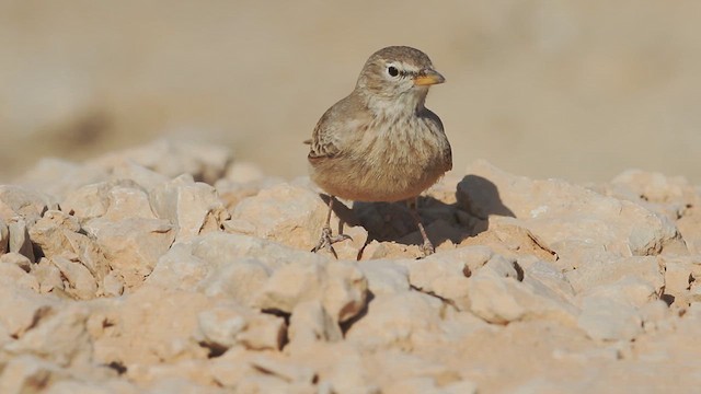 Çöl Toygarı - ML614759441