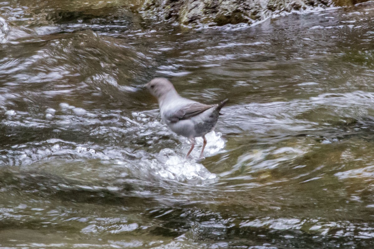 American Dipper - ML614759599