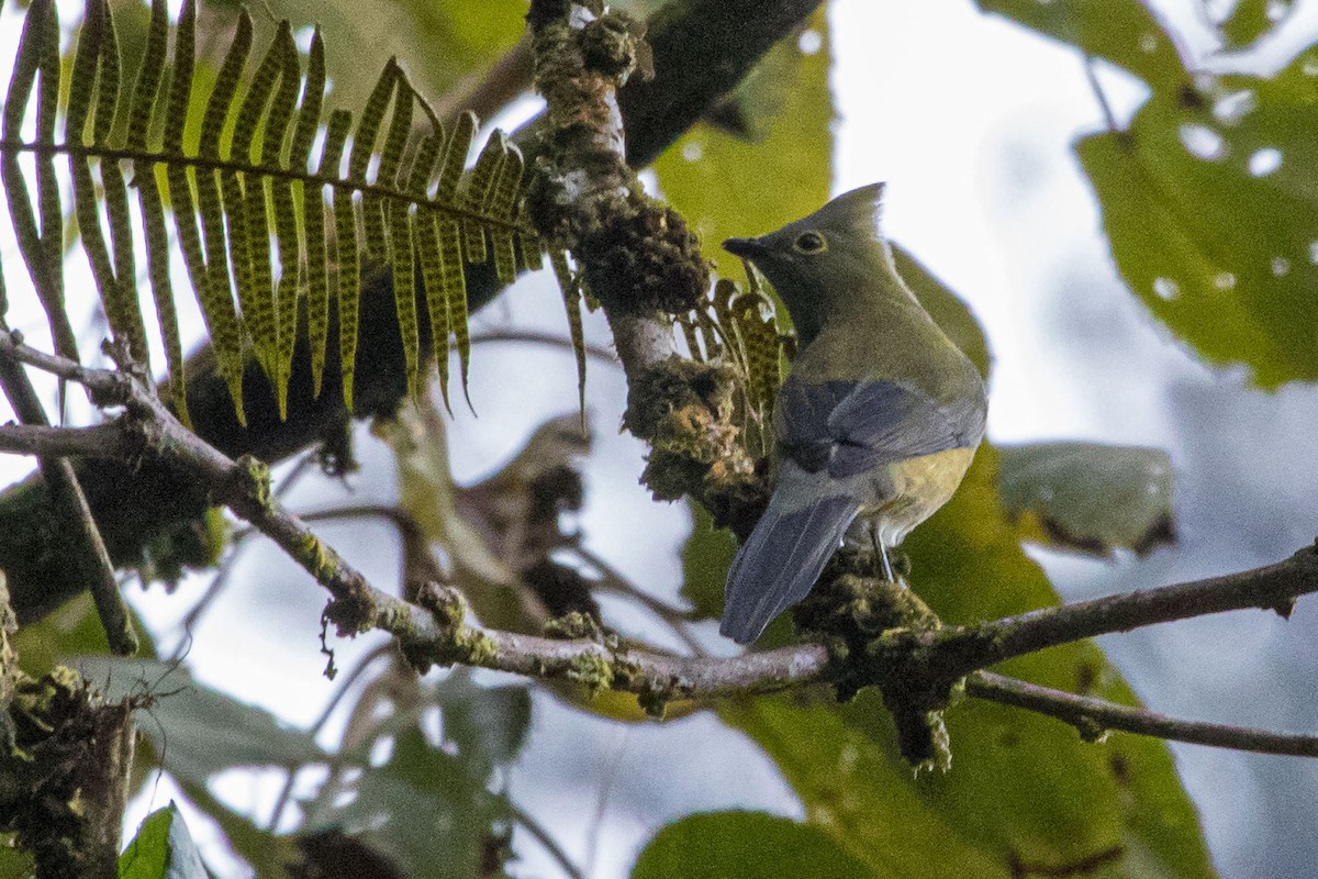 Long-tailed Silky-flycatcher - Ken Chamberlain