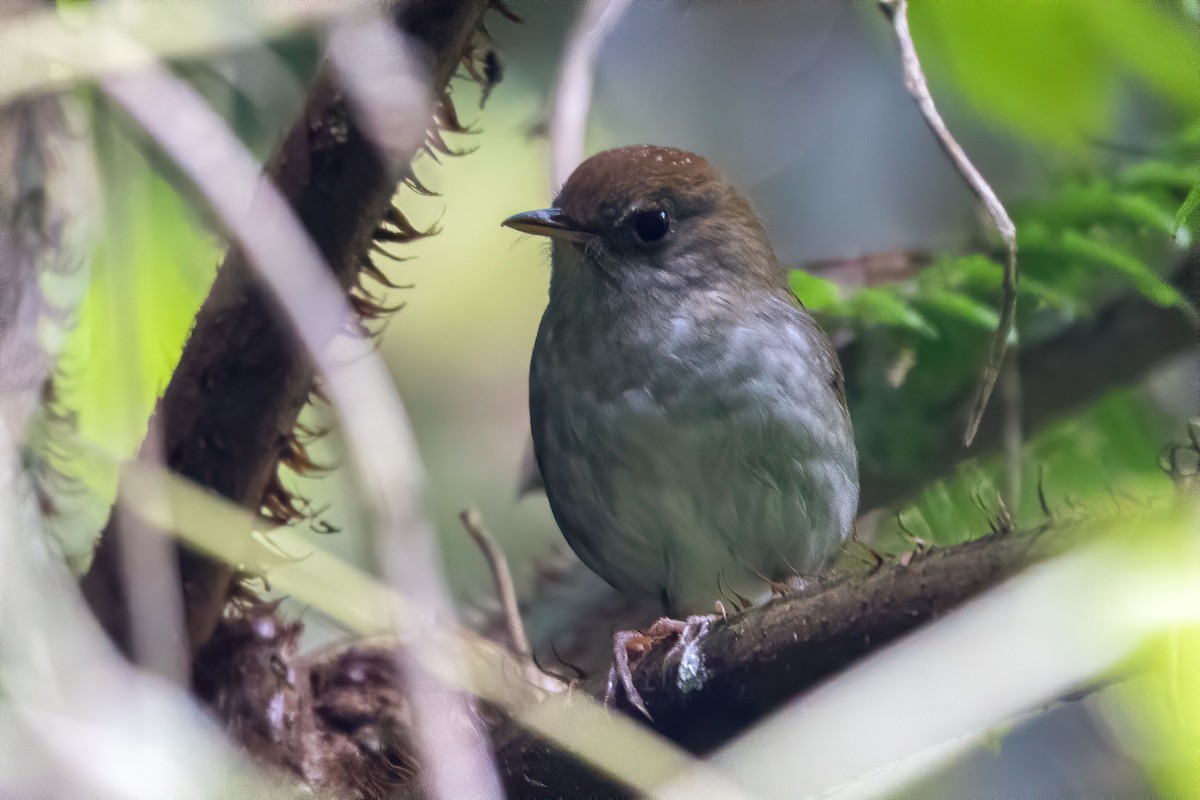 Ruddy-capped Nightingale-Thrush - ML614759614