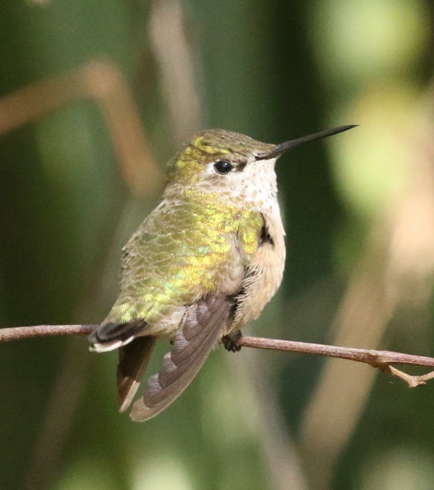 Calliope Hummingbird - Michael Lyman