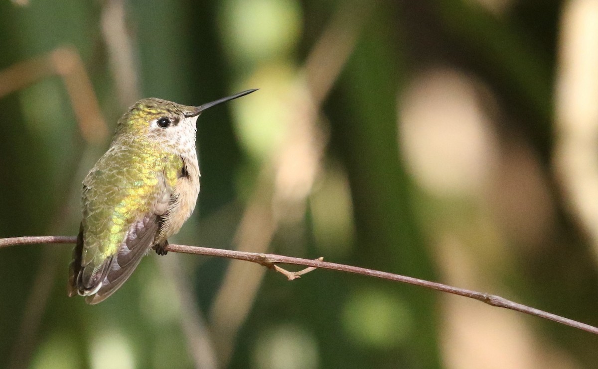 Calliope Hummingbird - Michael Lyman