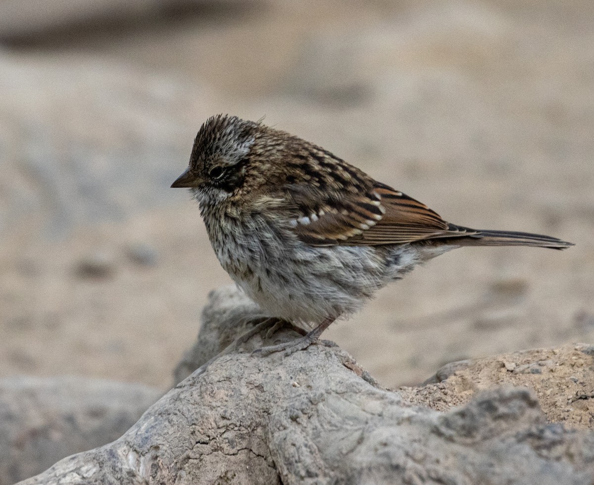 Rufous-collared Sparrow - ML614759762