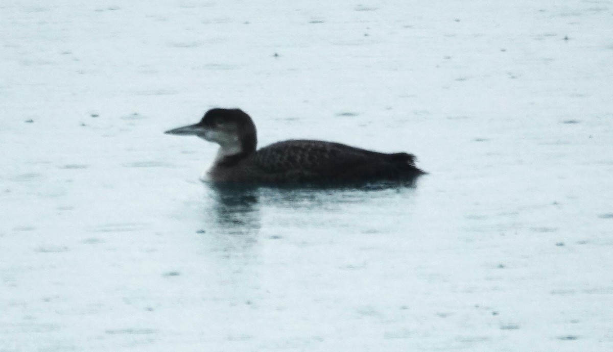 Common Loon - ML614759777