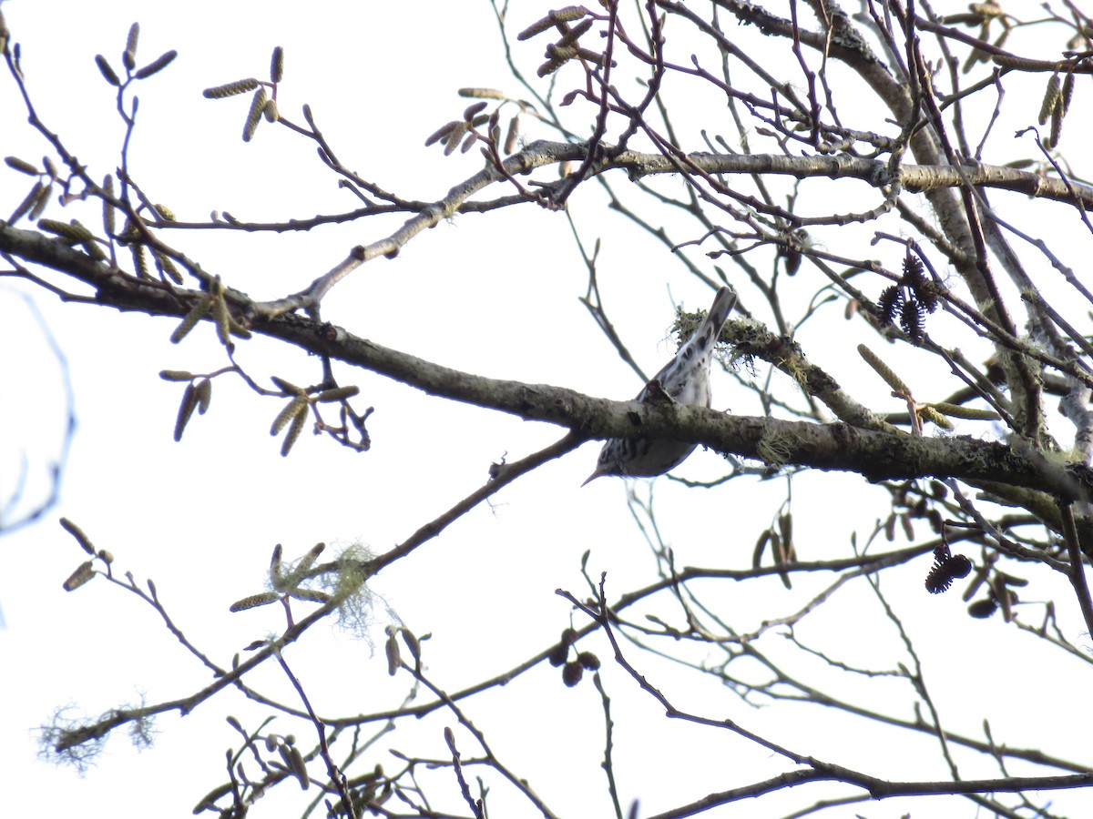 Black-and-white Warbler - Josh Snead