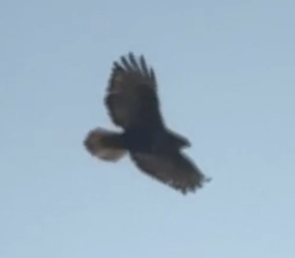 Red-tailed Hawk (Harlan's) - Amy Kearns