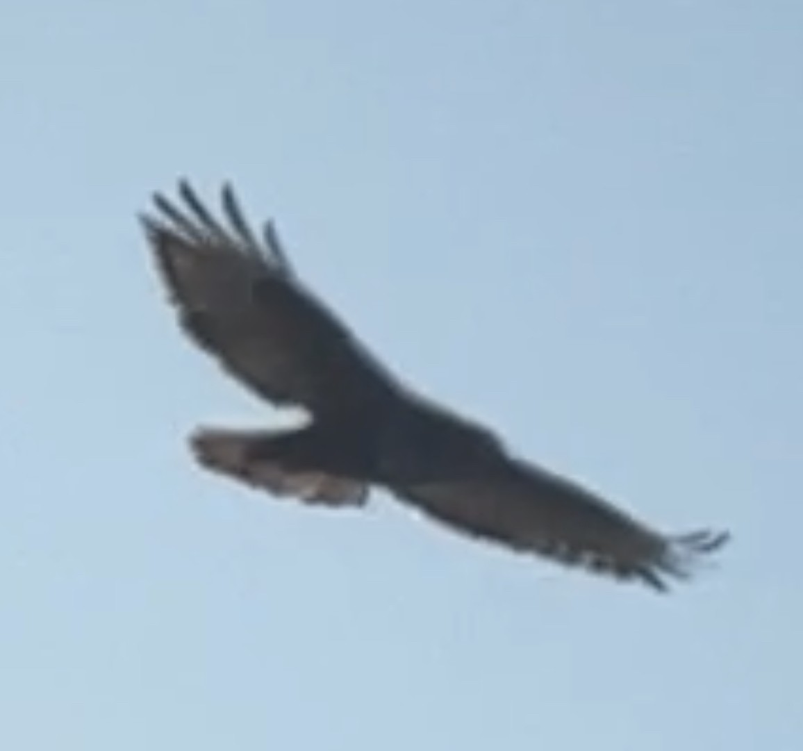 Red-tailed Hawk (Harlan's) - Amy Kearns
