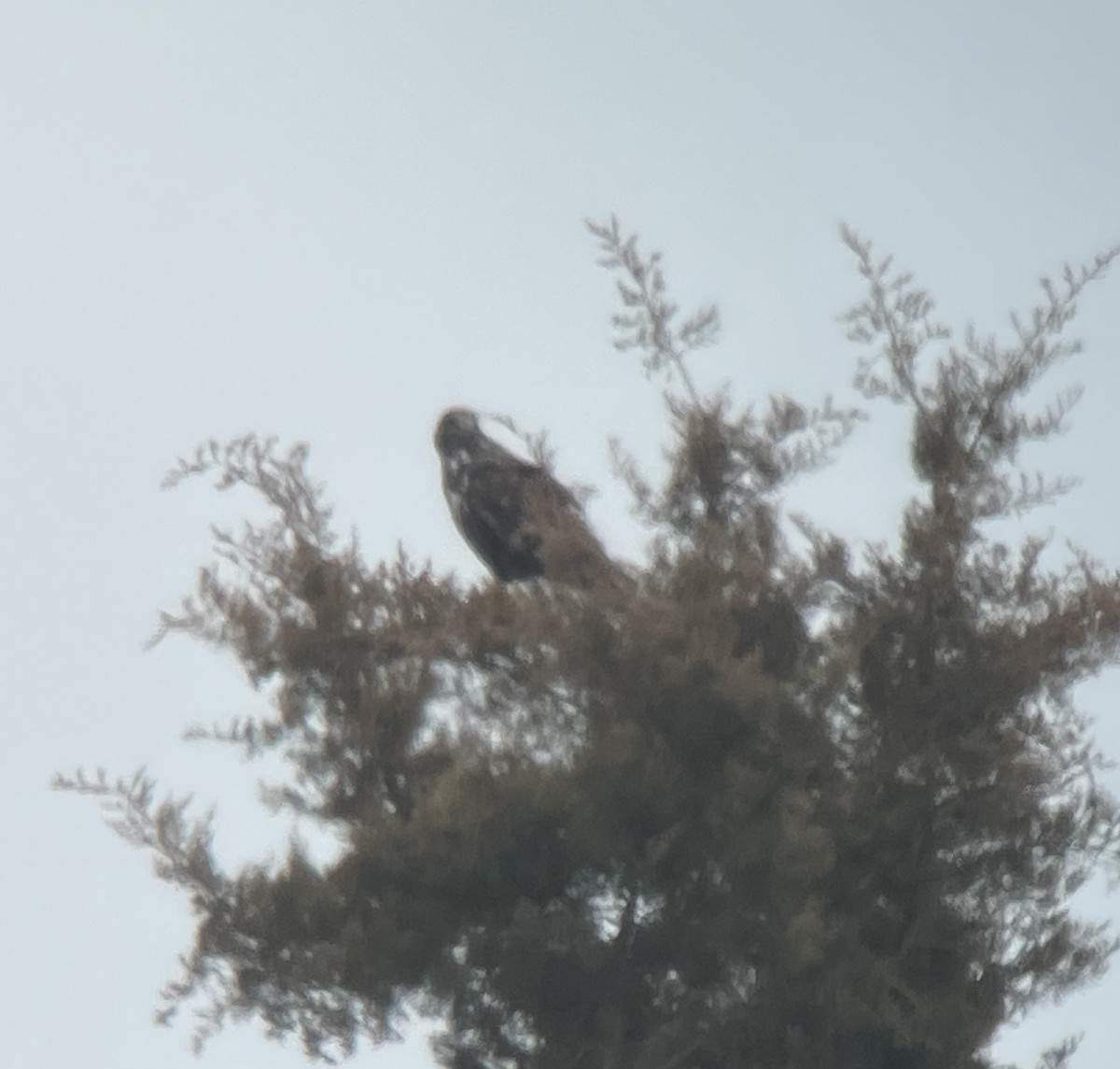 Red-tailed Hawk (Harlan's) - ML614759944