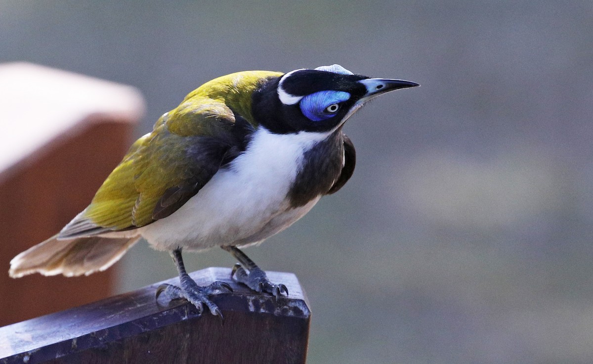 Blue-faced Honeyeater - ML614759960