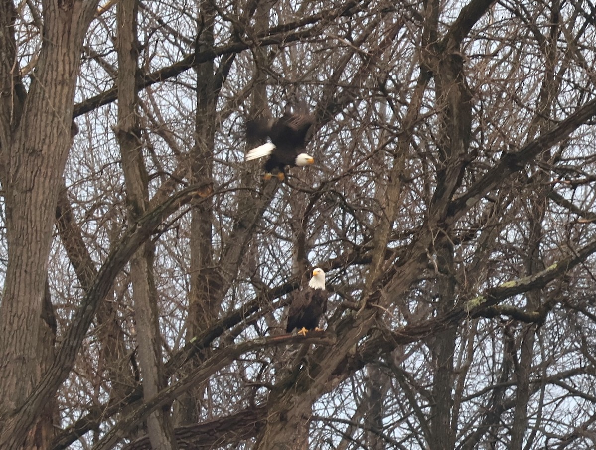 Bald Eagle - ML614759984