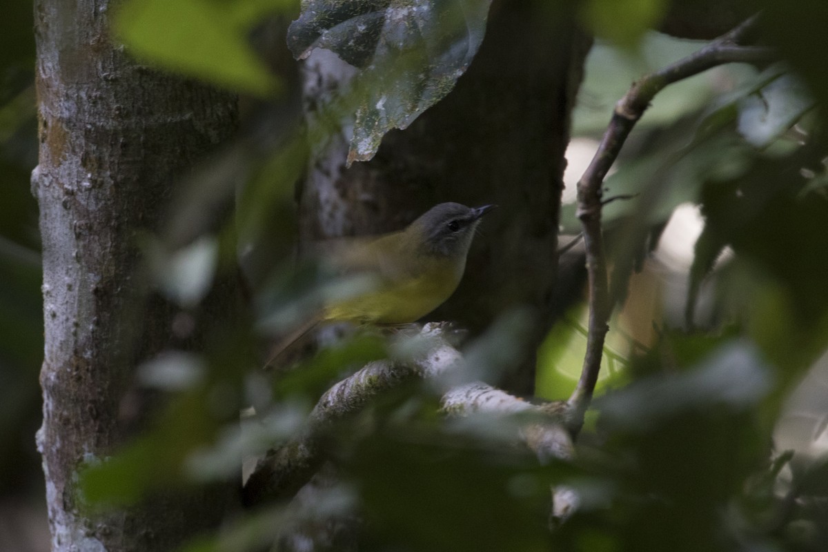 Yellow-bellied Warbler - Owen Lishmund