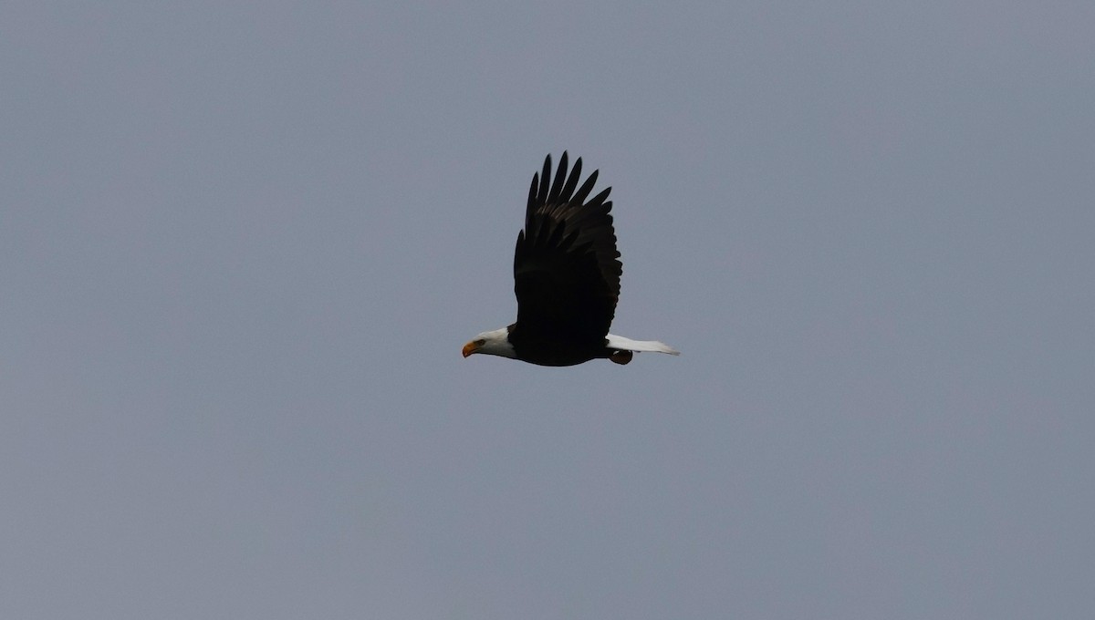 Weißkopf-Seeadler - ML614760002