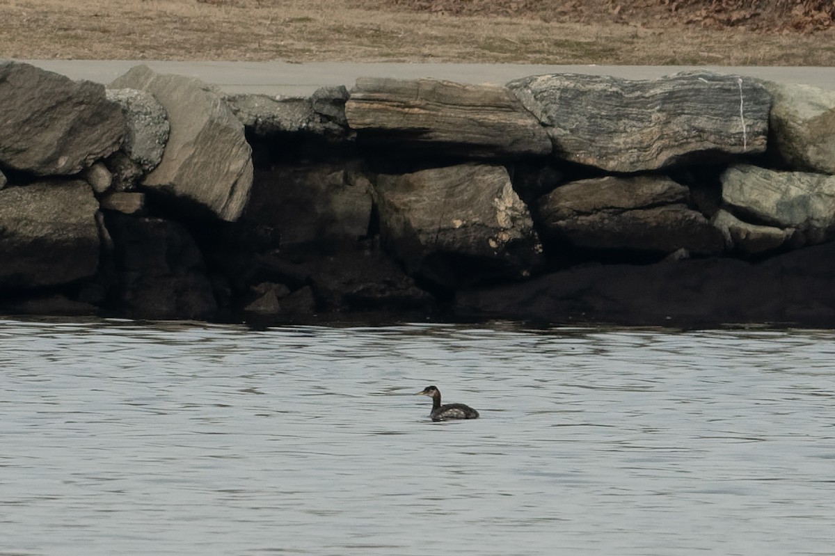 Red-necked Grebe - ML614760003