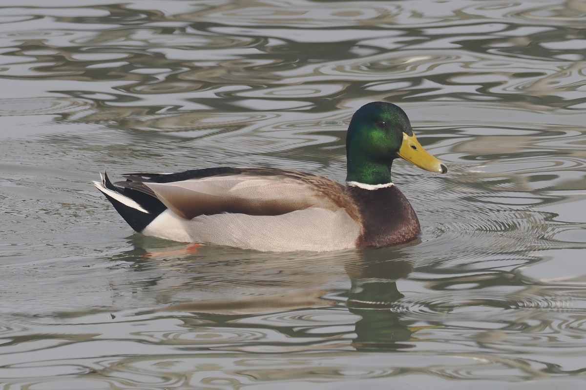 Mallard - Donna Pomeroy