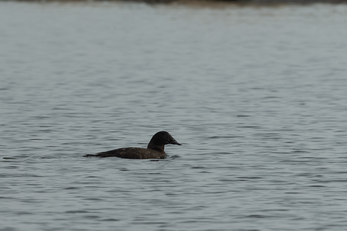 White-winged Scoter - ML614760046