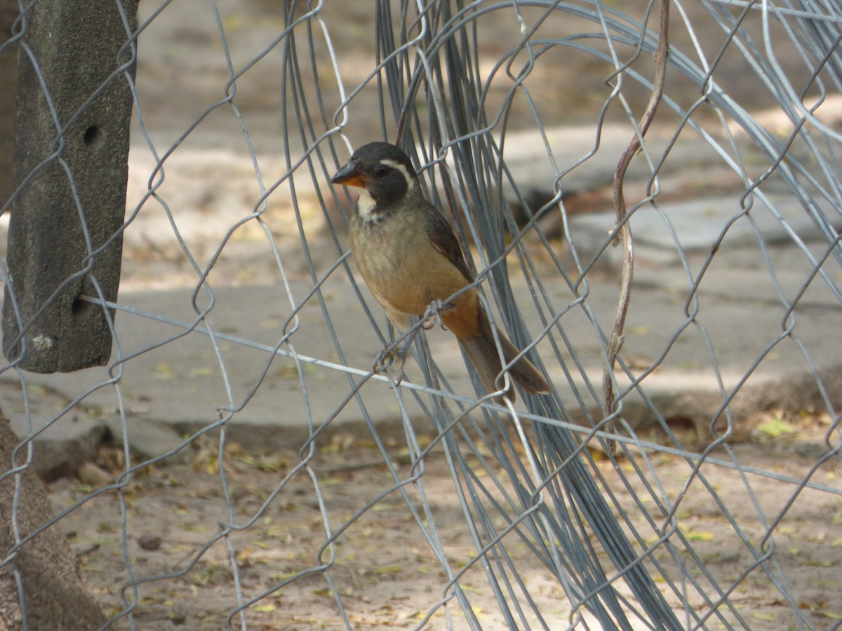 Golden-billed Saltator - ML614760092