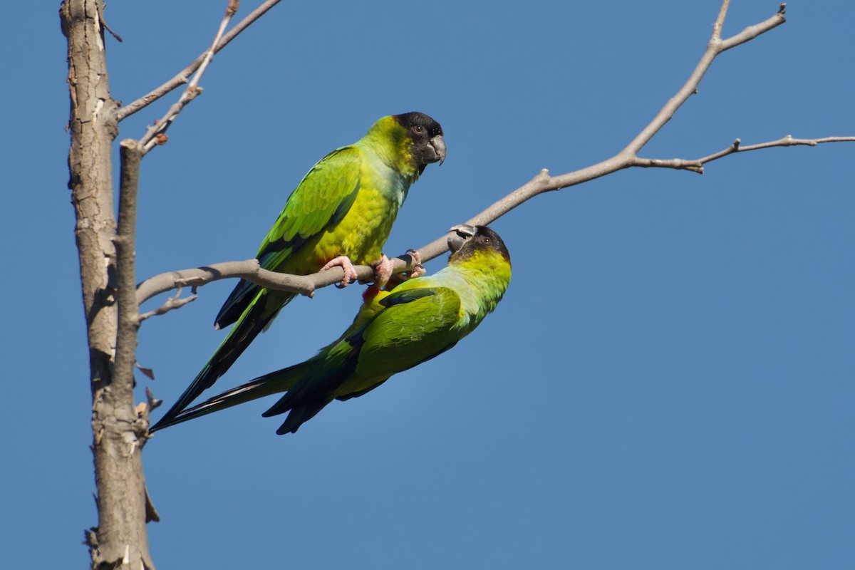 Nanday Parakeet - Bridget Spencer