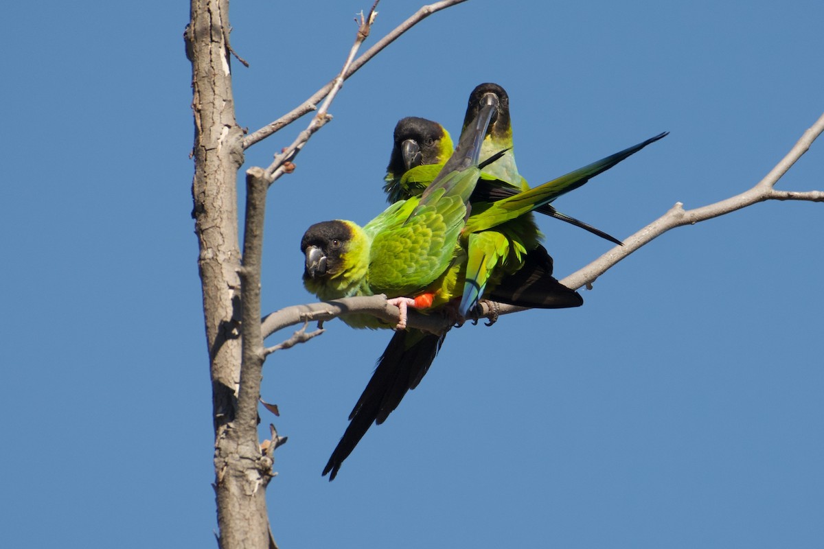 Conure nanday - ML614760099