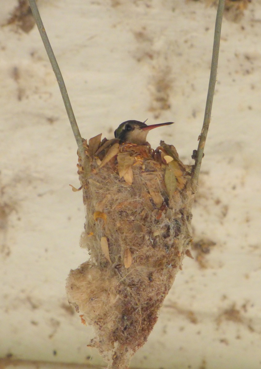 kolibřík lesklobřichý - ML614760188