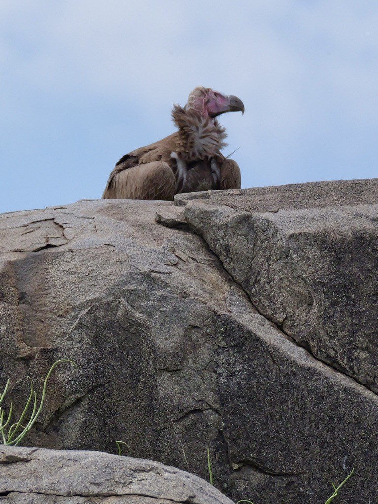 Lappet-faced Vulture - ML614760194