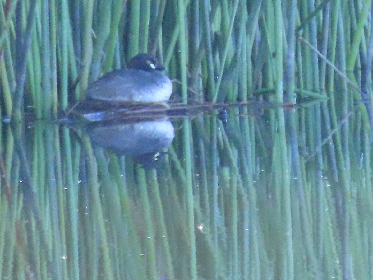 Australasian Grebe - ML614760204