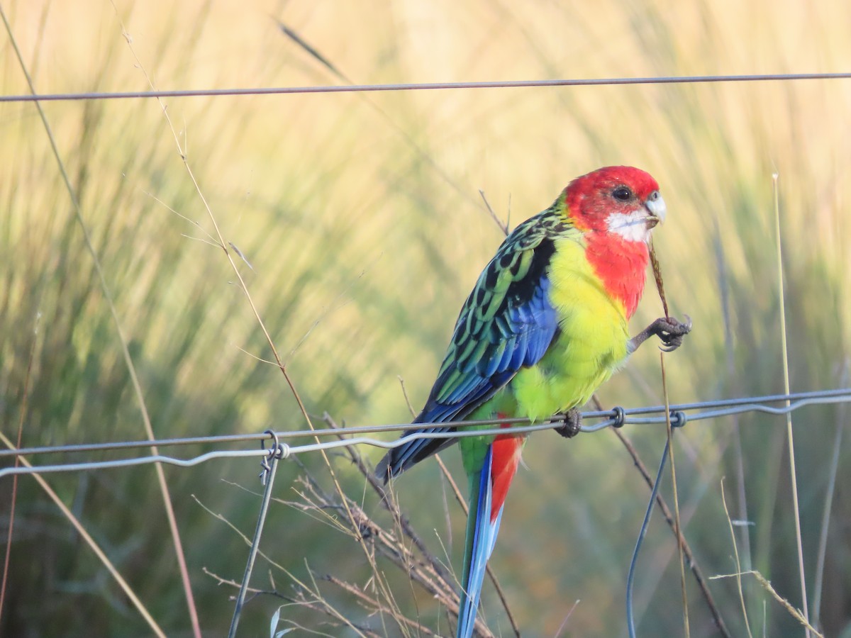 Eastern Rosella - ML614760221