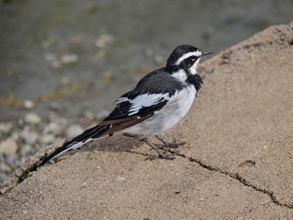 African Pied Wagtail - ML614760242