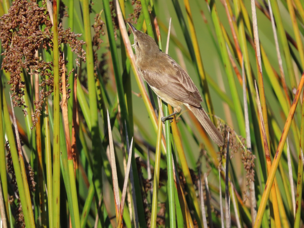 Australian Reed Warbler - ML614760246