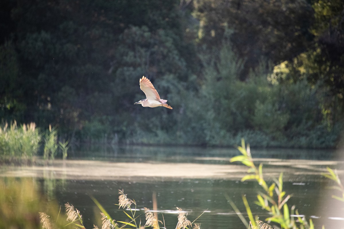 Nankeen Night Heron - Joshua Freeman