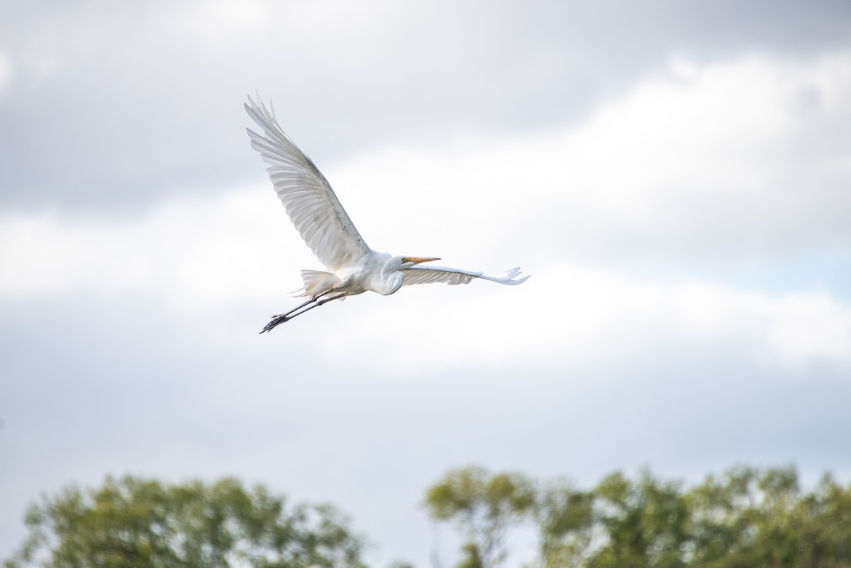 Great Egret - ML614760269