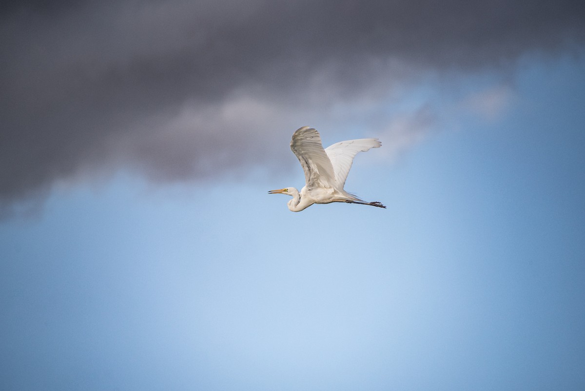 Great Egret - Joshua Freeman